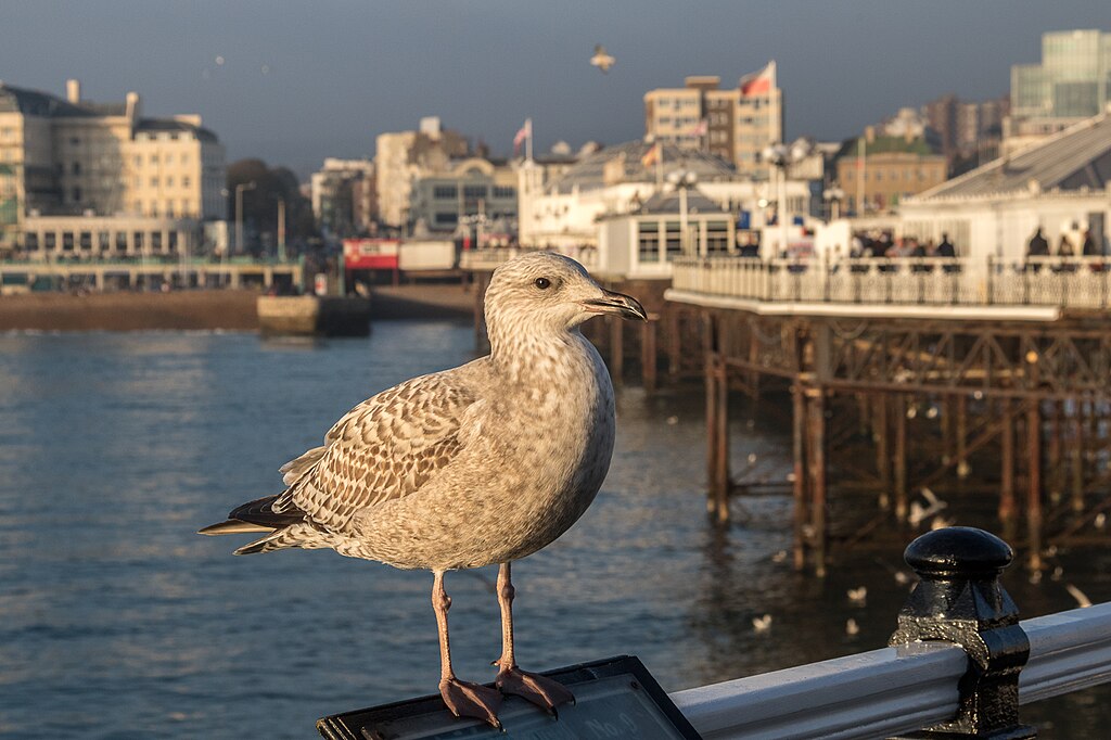 Brighton